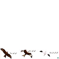 گروه کورکورها Kites